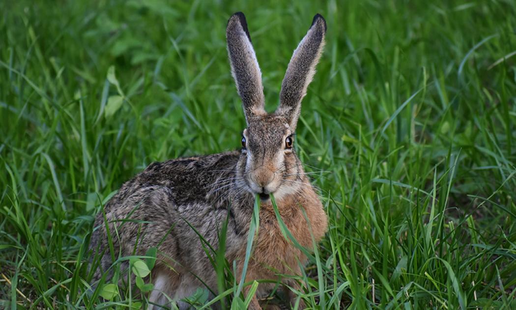 brown hare with big ears on grass