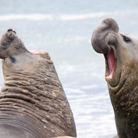 Two big seals with wide open mouths