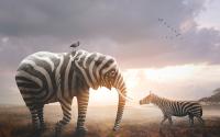 An elephant with zebra stripes talking to a zebra