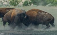 In the foreground of the picture, two bison (or water buffalo) are locking horns in a fight. One bison is on the left of the picture, facing the center. The other bison is on the right of the picture, facing the center. There is the body of another bison 